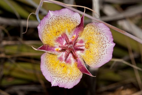 Plummer's Mariposa Lily