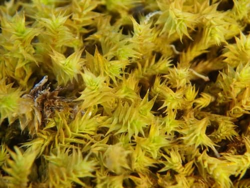 Triquetrella papillata Moss