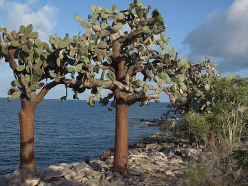 Galápagos Pricklypear
