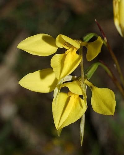 Common Golden Moths Bonsai