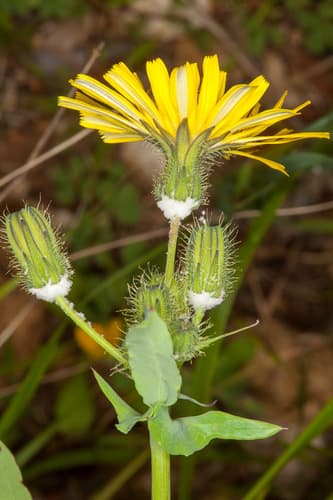 Slender Sowthistle