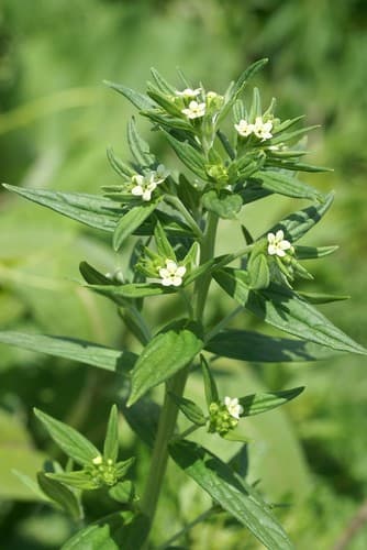 Common Gromwell