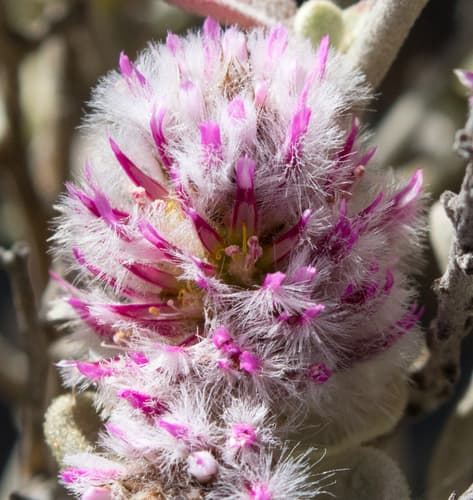 Cotton Bush Flower