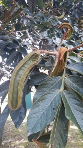 Inga insignis Bonsai
