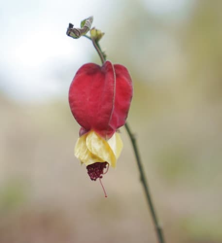 Trailing abutilon
