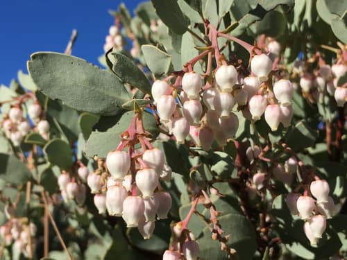 Big Berry Manzanita