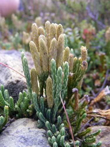 alpine clubmoss