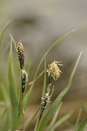 Bigelow's Sedge
