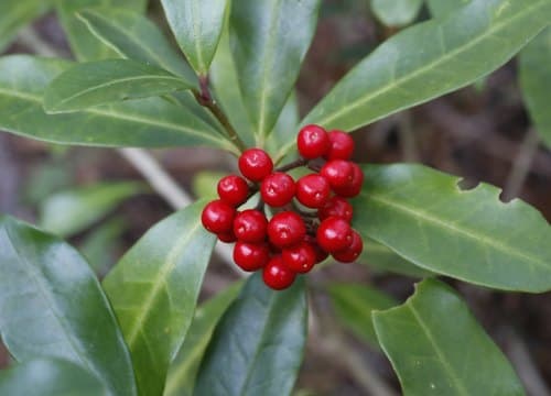 Japanese Skimmia Bonsai