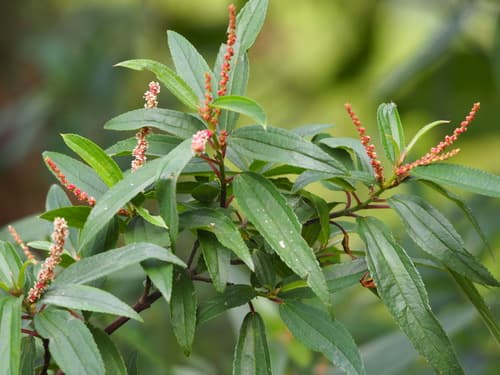 Dense-flowered False Nettle Bonsai