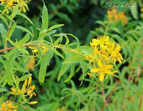 Canary Islands St. John's Wort