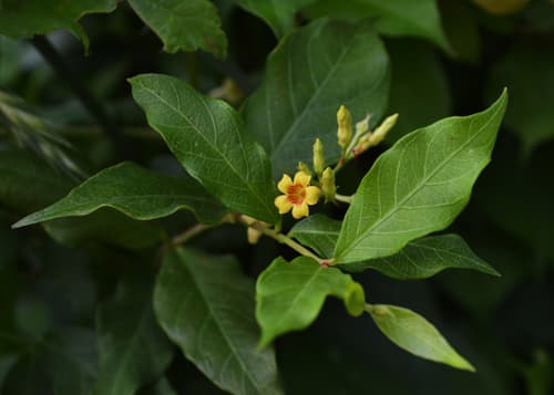 Climbing Dogbane Plant