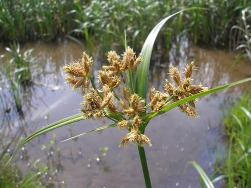 River Bulrush