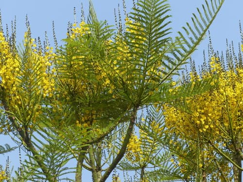 Brazilian Fern Tree Bonsai