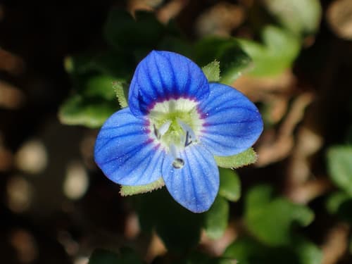 Grey Field-speedwell