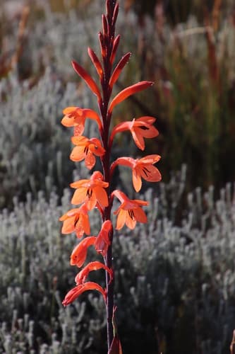 Table Mountain Watsonia