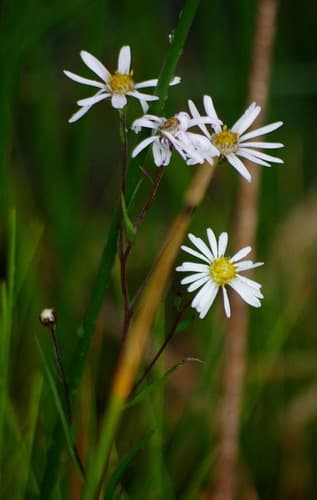 Northern Bog Aster