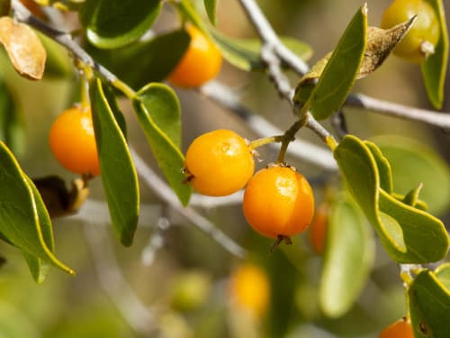 Spiny Hackberry Bonsai