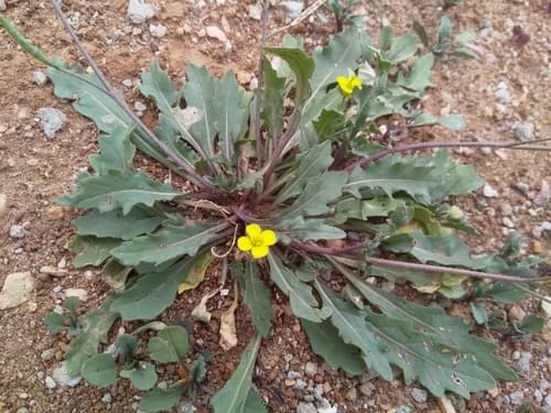 Annual Wall-Rocket Bonsai
