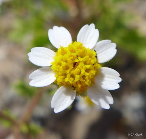 Emory's Rockdaisy Bonsai