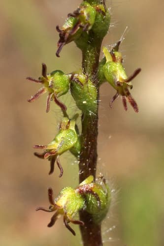 Hairy Thread Orchid