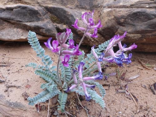Woolly Locoweed Bonsai