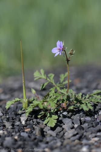 Long-beaked Stork's-bill