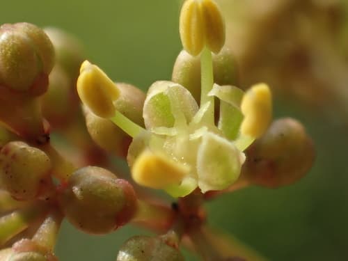 Orange Climber Flower