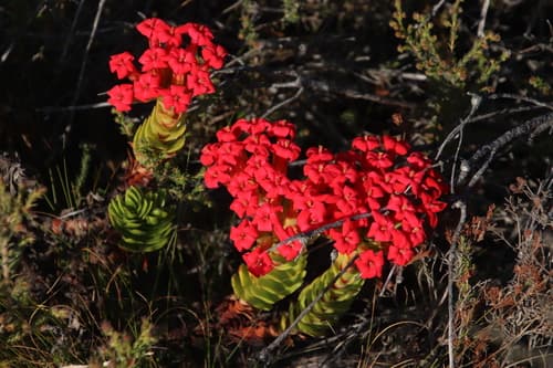 Rochea Flowering Plant