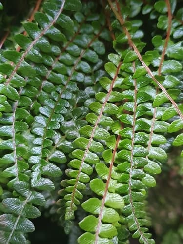 Little Hard Fern Bonsai