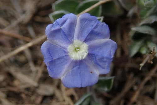 Tropical Speedwell (Not a Bonsai)