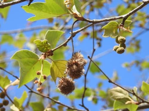 Mexican Sycamore Bonsai