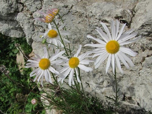 Zawadzki's chrysanthemum