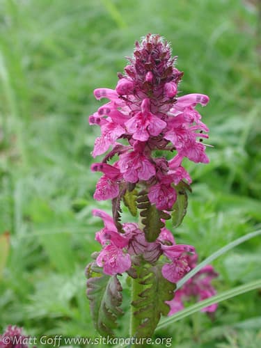 Whorled Lousewort Bonsai