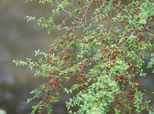 Prickly Currant-Bush
