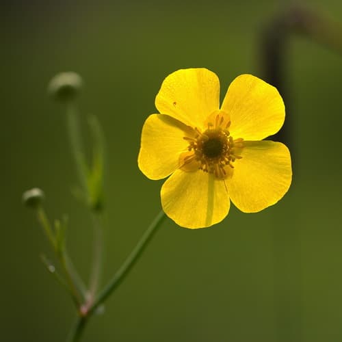 Greater Spearwort