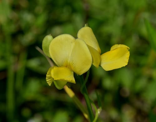 Wild Cowpea Flower