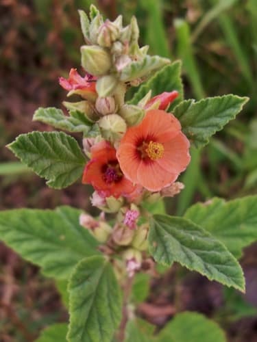 Latin Globemallow Bonsai