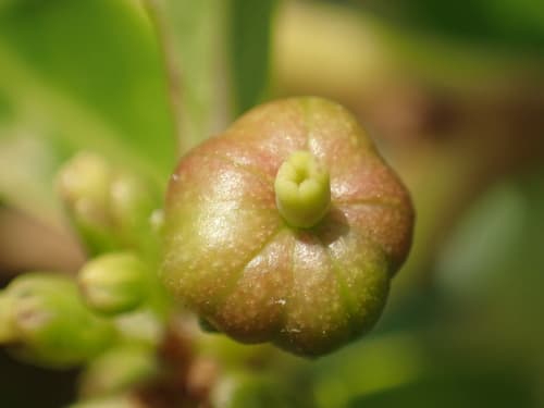 Common Glochidion Fruit