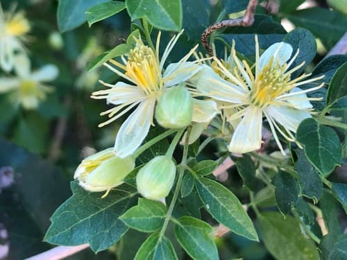 Southern California clematis