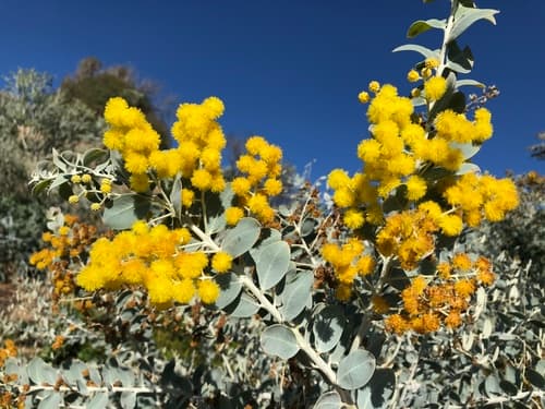 Queensland silver wattle