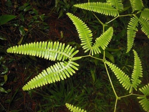 Comb Forkedfern Bonsai
