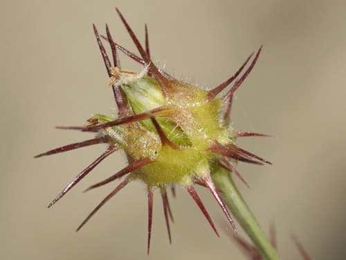 Japanese Black Pine Bonsai