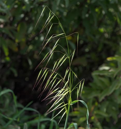 Slender Wild Oat Bonsai