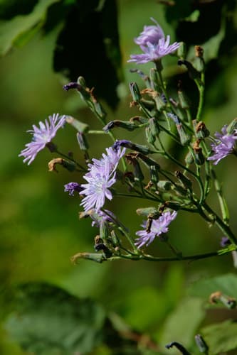 Common Blue-sow-thistle