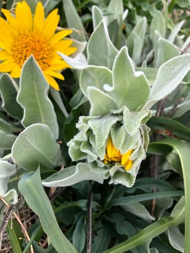 Gray Mule-Ears
