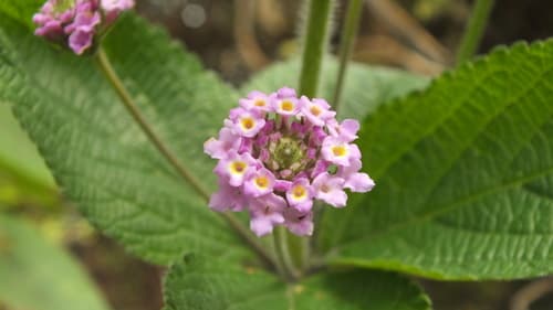 Ternate Lantana Flower