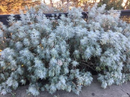 Hedge Artemisia