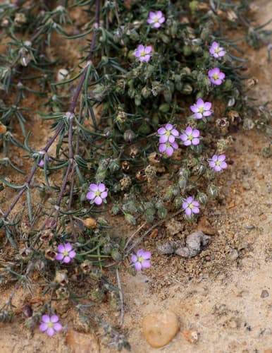 Red Sand Spurrey Bonsai