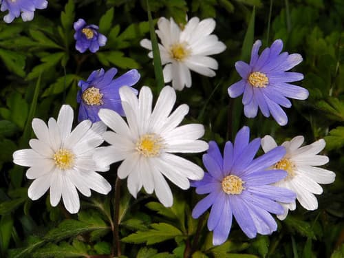 Blue Anemone